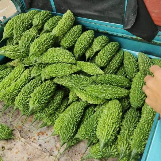 赫章县苦瓜