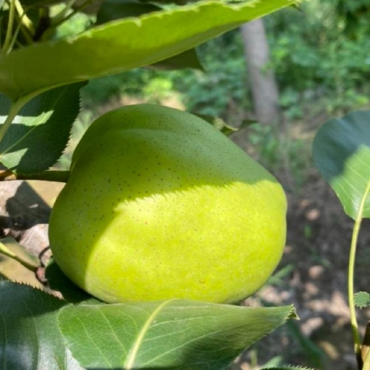 阳信县自家种植早酥梨