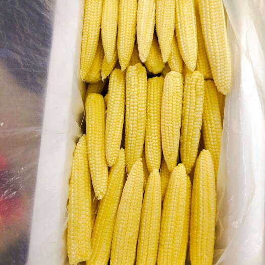 郑州新鲜玉米笋甜玉米