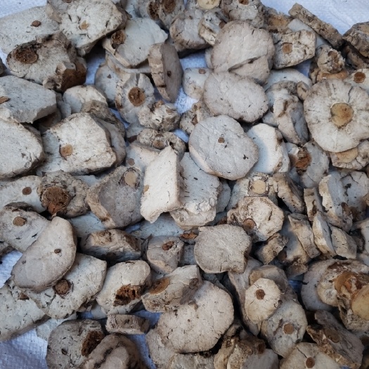 靖州县茯神（统货，，，小片）