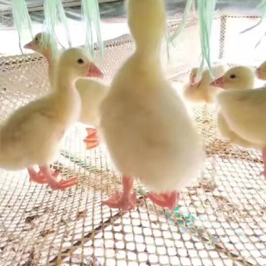 广州鹅东 东灰狮头 杂交白鹅  三花  杂交灰鹅