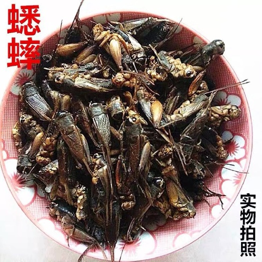 蟋蟀干新货中蟋蟀干无硫蝼蛄蝗虫鸟食晒干食用油炸蛐蛐食用