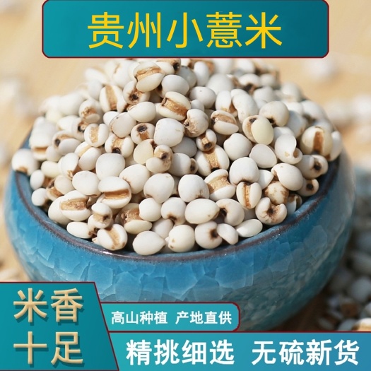 薏米仁 薏米 贵州薏米仁 薏苡仁 无杂质