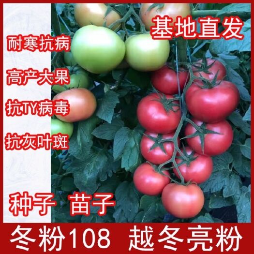 寿光市硬粉番茄苗  冬粉108，早春越冬大果型粉果西红柿