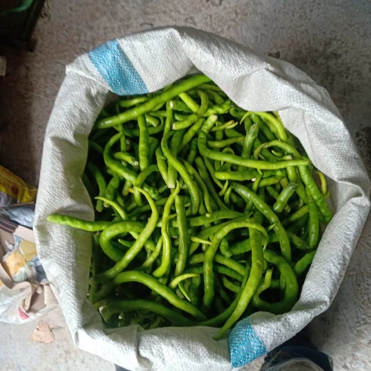 鸡泽县青线辣椒