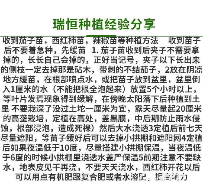 麦迪文口感型西红柿苗子，大粉西红柿苗子，皮薄沙瓤抗病好管理