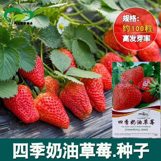 奶油草莓种子，100粒，特甜，白奶油草莓200粒