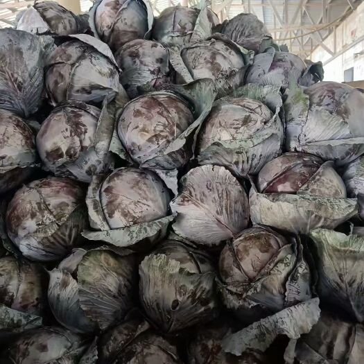 临洮县精品紫甘蓝