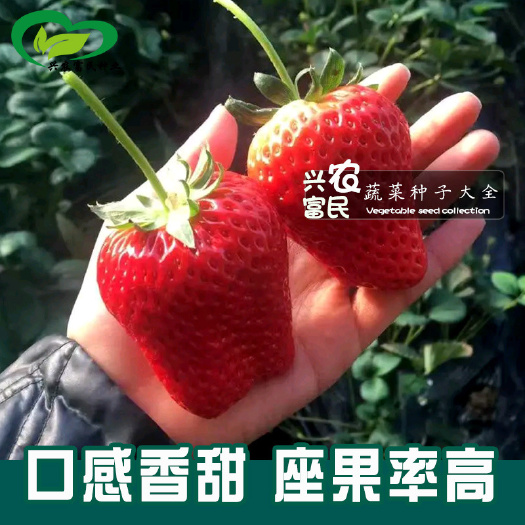 南昌奶油草莓种子，100粒.香甜可口