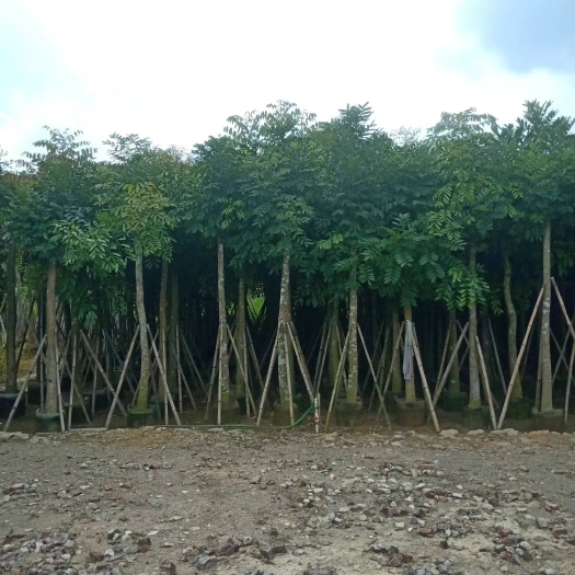 桃花心木8公分起至20公分