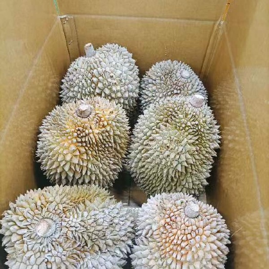 广州金枕榴莲  泰国东部树熟带壳榴莲 皮薄肉厚，果肉金黄饱满