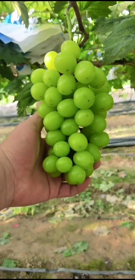 翁源县阳光玫瑰