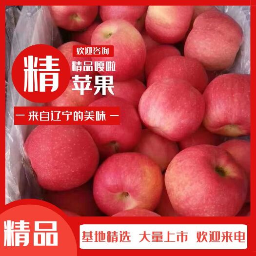 绥中县嘎啦苹果 70mm以上 片红 纸+膜袋