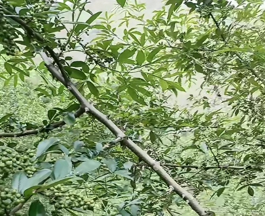 昭通太阳晒的青花椒大量上市中