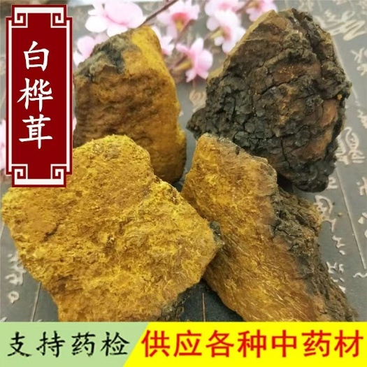 亳州【热销】桦树茸基地货源干净无杂货支持药检欢迎订购一件代发包邮