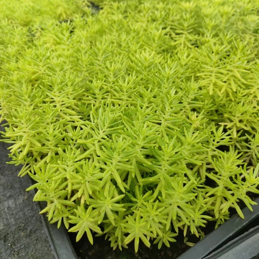 广州30×50筛盘金叶佛甲草，长期有货，耐寒耐热，农场直发