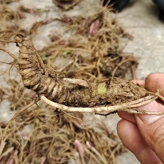富源县细辛，