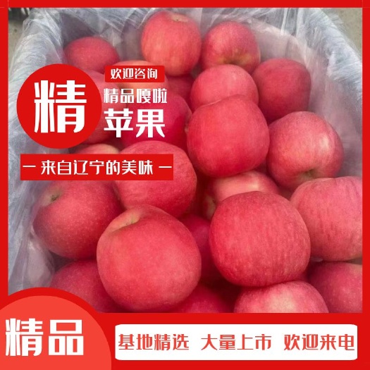 绥中县嘎啦苹果一周以后大量上市个大皮毛亮颜色全红口感脆甜
