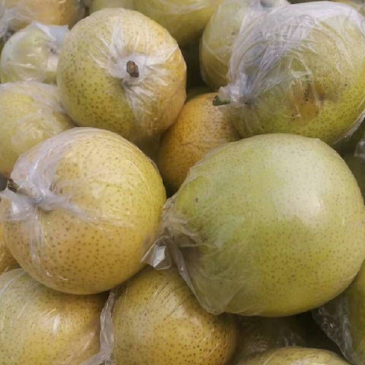 阳信县树新摘甜梨 各种品种 欢迎采购！