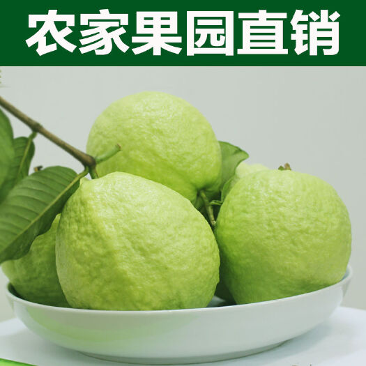 灵山县珍珠番石榴产地直销