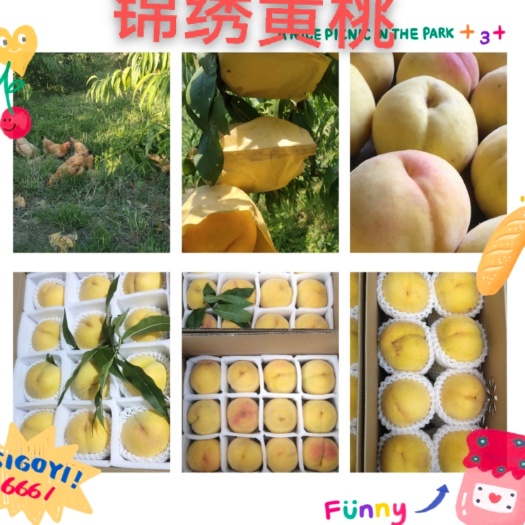 上海锦绣黄桃好吃不贵甜度已达到