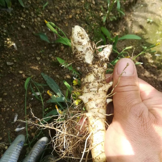 清原县东北大玉竹 根粗 毛少 质量好  数量有限 欲购从速