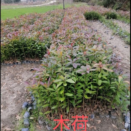 惠东县木荷
