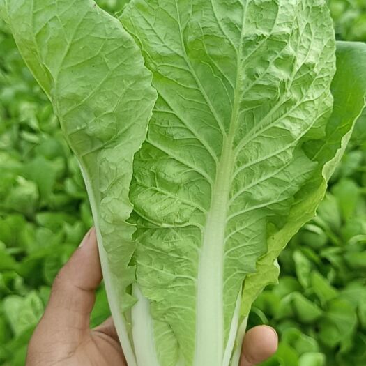 曹县精品油菜快菜