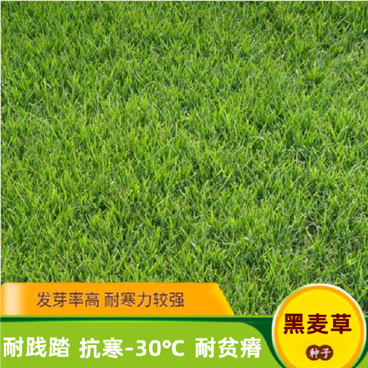 草坪种子黑麦草种子耐寒耐践矮生四季青草坪草籽