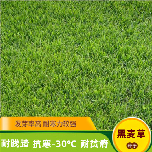 沭阳县草坪种子黑麦草种子耐寒耐践矮生四季青草坪草籽