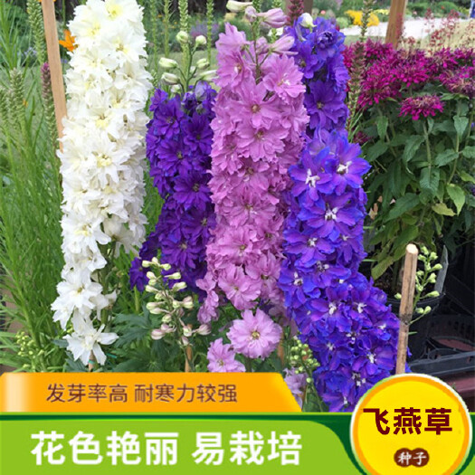 沭阳县大花飞燕草种子多年生花卉耐寒千鸟草花阳台盆栽景观切花种子