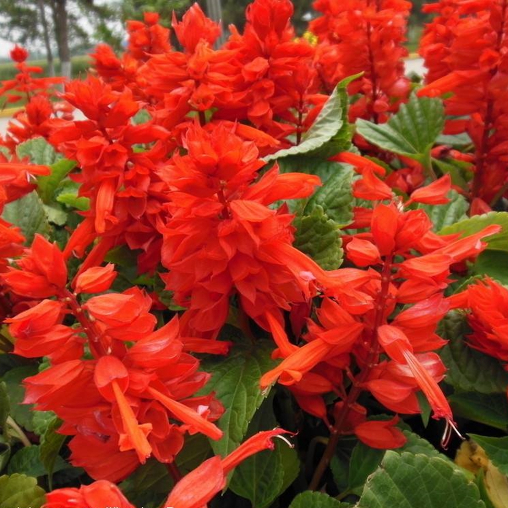 沭阳县一串红种子  自产炮仗红一串红爆仗红象牙红种子用于盆栽绿化花