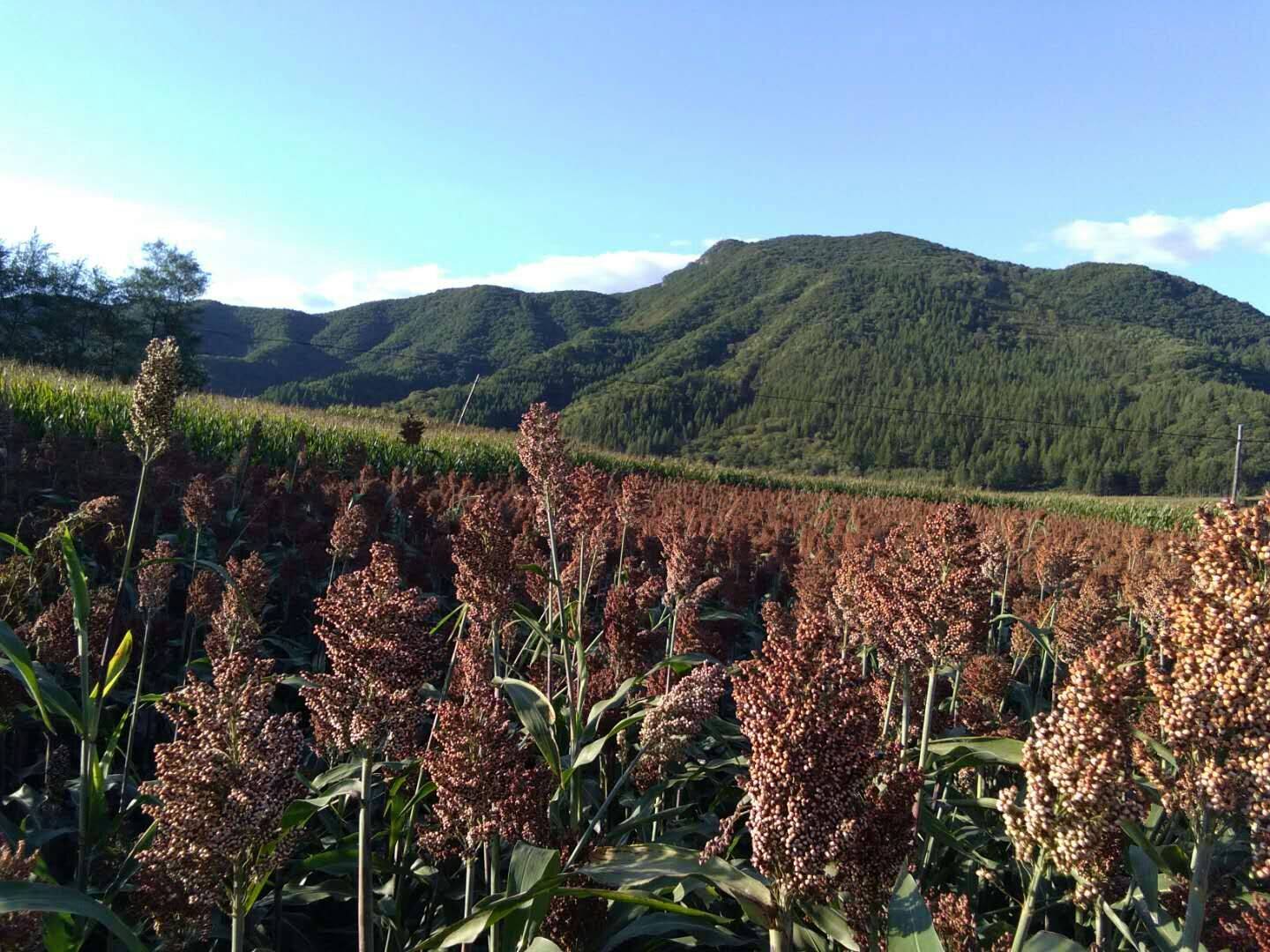 自酿纯粮食高粱酒散装50度白酒