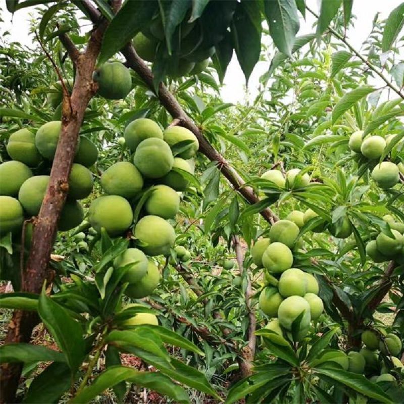 蜂糖李子果树苗西梅李子红心蜂糖嫁接李子树苗南北方可种植包邮