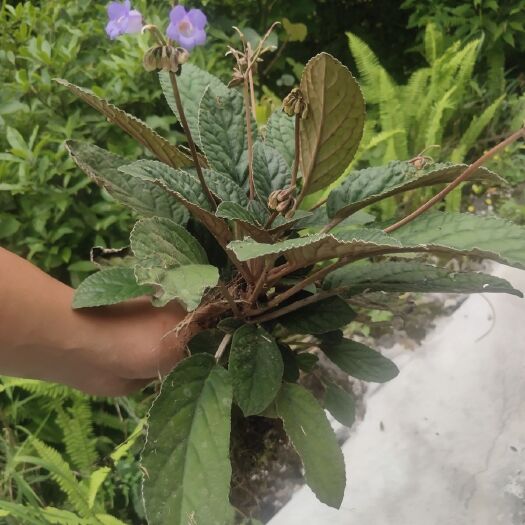 紫云县新鲜石上莲贵州西中草药软肝草 大叶石上莲鲜货现采发货