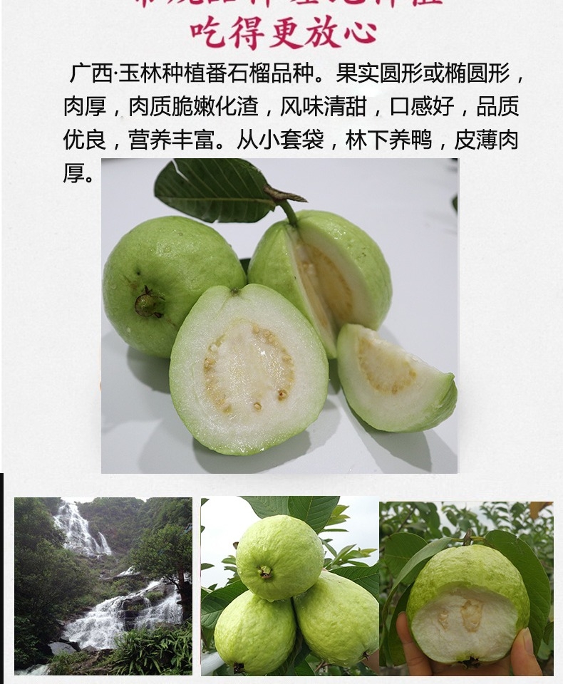 广西现摘白心芭乐番石榴 新鲜热带当季5斤装