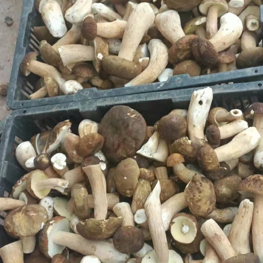 宁洱县野生牛肝菌干