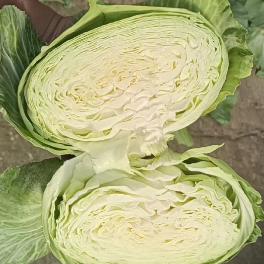 平包菜