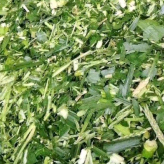 范县玉米秸秆青储饲料