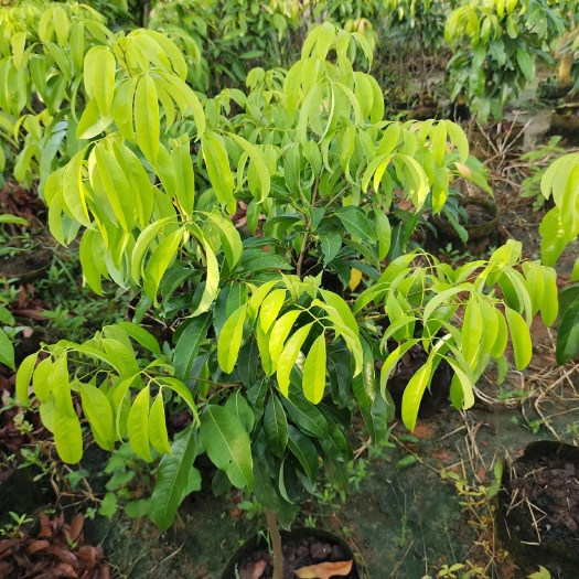 灵山县冰荔 荔枝苗 基地直供