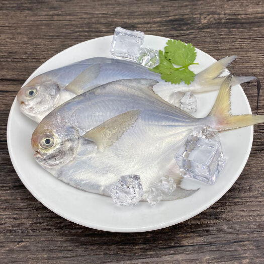 启东市鲳鱼