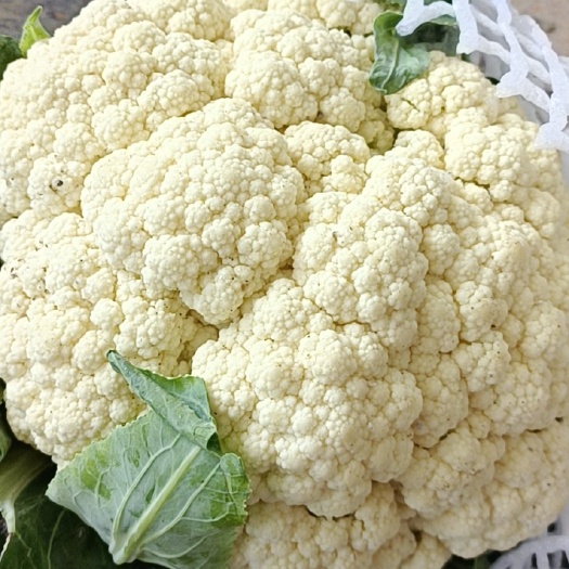 通许县花菜白面小米粒80基地直发一手货源