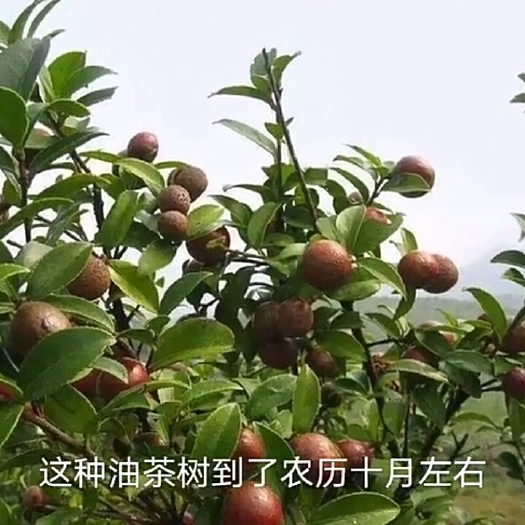 南宁山茶油
