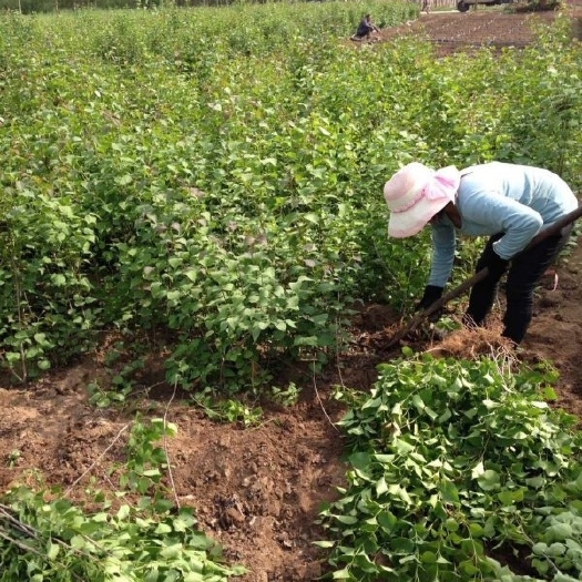 沭阳县供应丁香花价格优惠规格有丛生丁香小苗大型丁香花种植基地