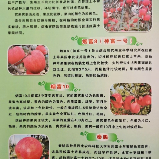 靖边县 苗圃出圃成品苹果树苗，品种正，适用北方地区发展种植。