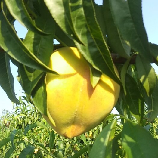 沂水县金皇后，罐头果大量