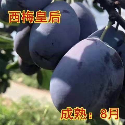 蜂糖李子果树苗西梅李子红心蜂糖嫁接李子树苗南北方可种植包邮