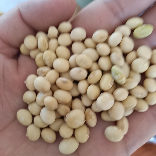 天门市正宗农家早豆，，豆浆精选，喝过都知道