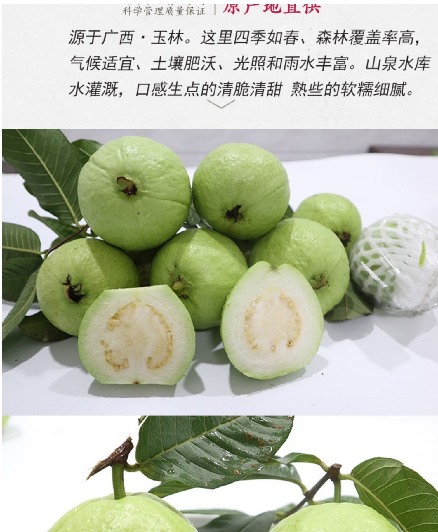 广西现摘白心芭乐番石榴 新鲜热带当季5斤装