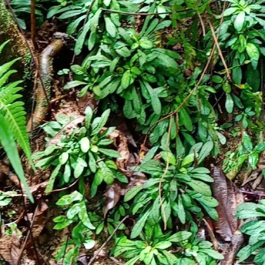 白背草，白花地胆头，干鲜货都有质量保证顺丰包邮